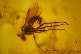 Fossil Fly, Mite and Springtails Association in Baltic Amber #163509-1